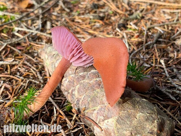Zweifarbiger Lacktrichterling, Laccaria bicolor