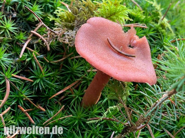 Zweifarbiger Lacktrichterling, Laccaria bicolor