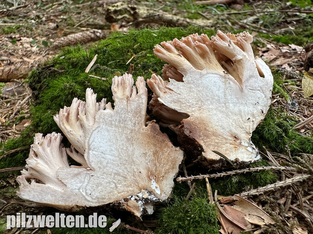 Bauchwehkoralle, Blasse Koralle, Ramaria pallida