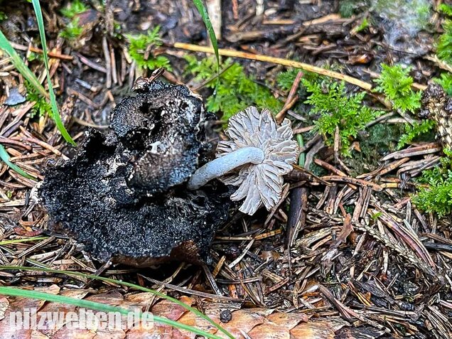 Beschleierter Zwitterling, Asterophora parasitica