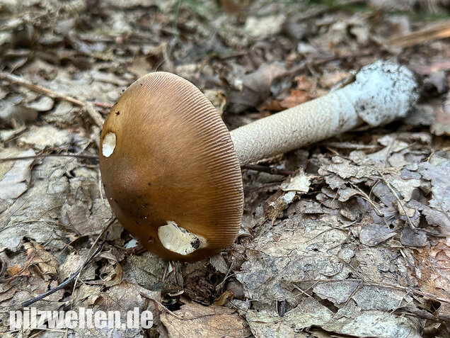 Brauner Riesenscheidenstreifling, Amanita spadicea