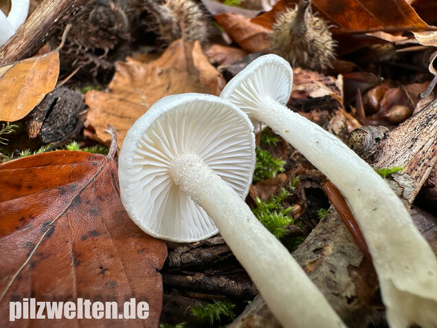 Elfenbeinschneckling, Hygrophorus eburneus