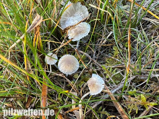 Ellerlings-Scheinhelmling, Rasenscheinhelmling, Hemimycena mairei