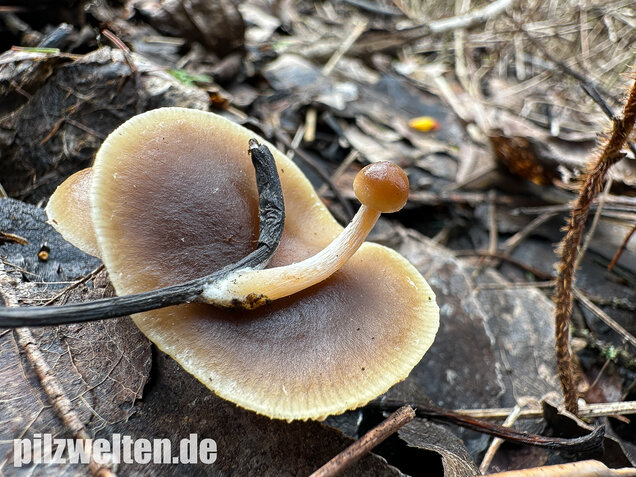 Fettigglänzender Häubling, Blätter-Scheinschüppling, Meottomyces dissimulans
