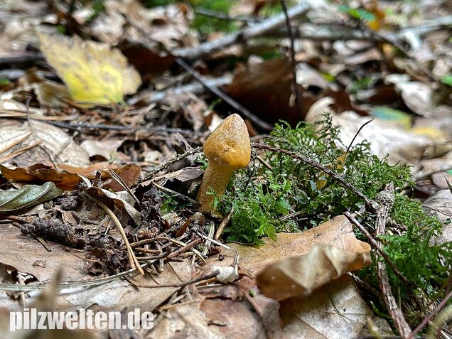 Filziger Gelbfuß, Chroogomphus helveticus