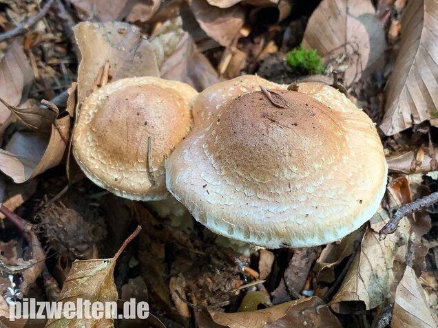Fuchsigbrauner Schleimkopf, Cortinarius vulpinus
