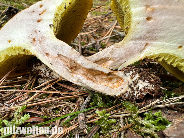 Gelber Hohlfußröhrling, Suillus cavipes var. aureus
