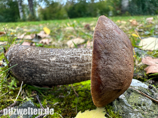 Gemeiner Birkenpilz, Langfuß, Birkenraufuß, Leccinum scabrum