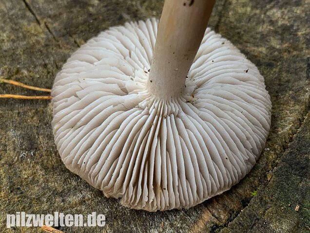 Gemeiner Erdritterling, Tricholoma terreum
