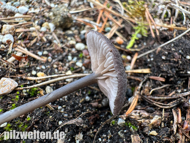 Gesägter Rötling, Entoloma serrulatum