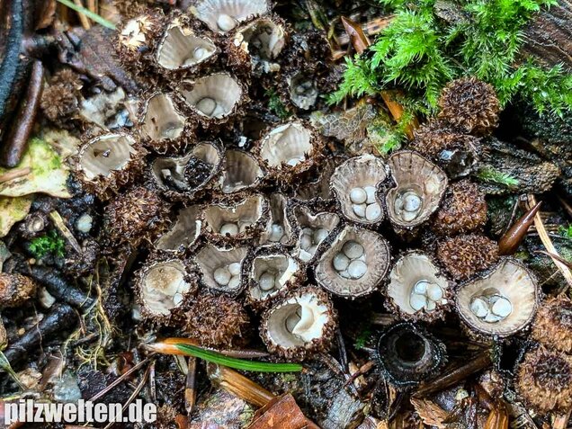 Gestreifter Teuerling, Cyathus striatus