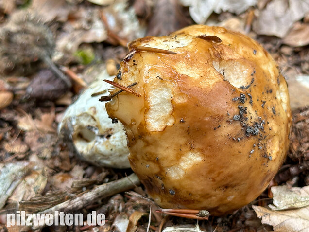 Gilbender Stinktäubling, Russula subfoetens