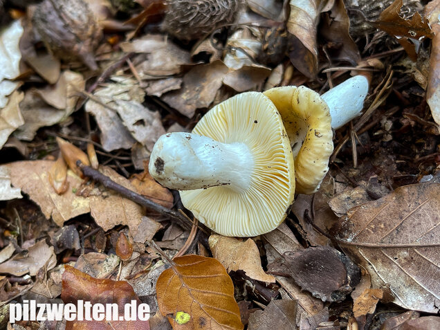 Glänzendgelber Dottertäubling, Russula acetolens