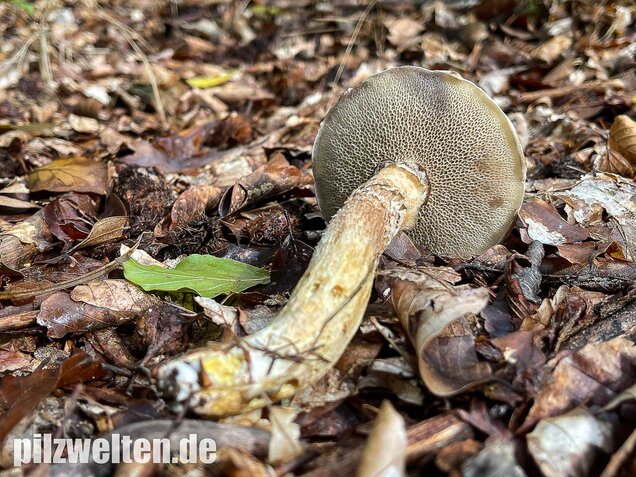 Grauer Lärchenröhrling, Suillus viscidus