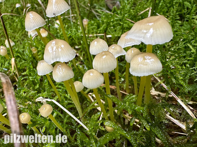 Gummihelmling, Dehnbarer Helmling, Mycena epipterygia