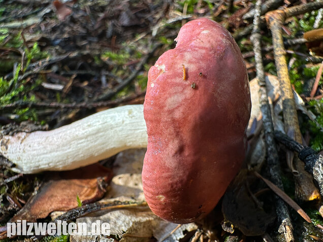 Hohlstieltäubling, Weißtannentäubling, Russula cavipes