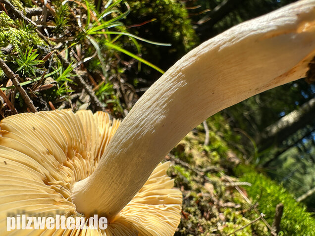 Hohlstieltäubling, Weißtannentäubling, Russula cavipes