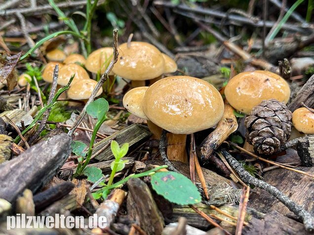 Kuhröhrling, Suillus bovinus