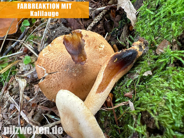 Lärchenritterling, Schwammiger Ritterling, Tricholoma psammopus