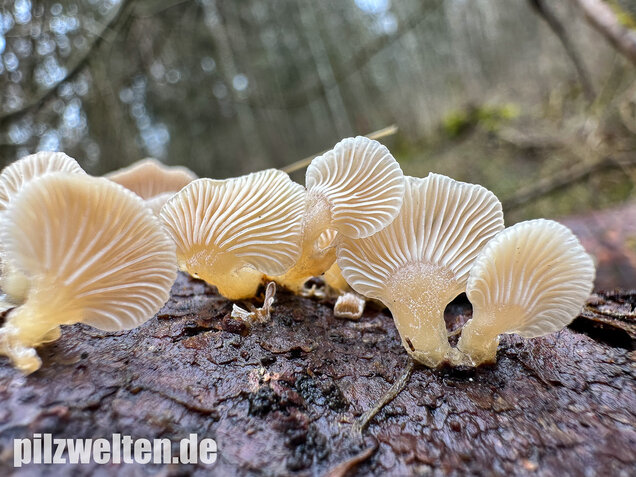 Milder Zwergknäueling, Weißer Muschelseitling, Panellus mitis