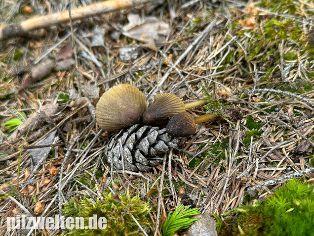 Grünschneidiger Helmling, Mycena viridimarginata