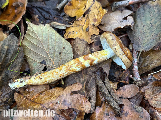 Zweifarbiger Schneckling, Olivbraungestiefelter Schneckling, Hygrophorus persoonii