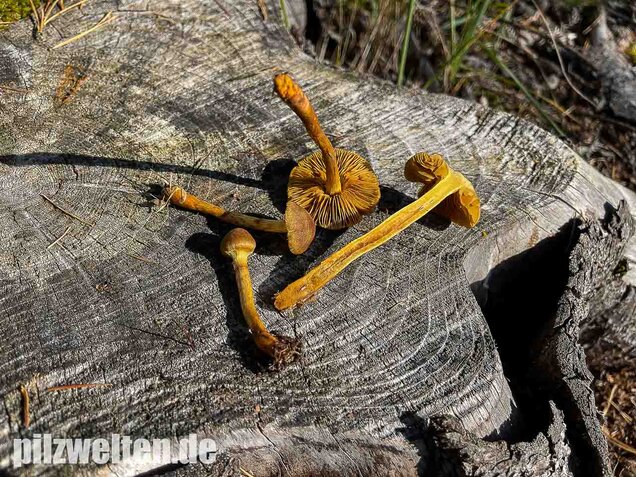 Orangefüssiger Hautkopf, Cortinarius bataillei