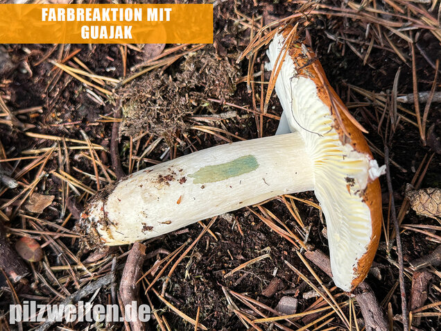 Orangeroter Graustieltäubling, Orangeroter Moor-Täubling, Russula decolorans