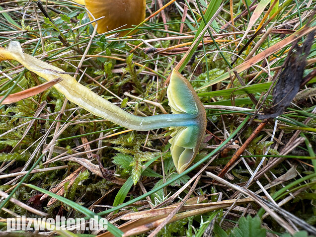 Papageigrüner Saftling, Papageiensaftling, Gliophorus psittacinus