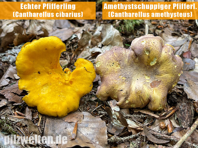 Echter Pfifferling, Cantharellus cibarius