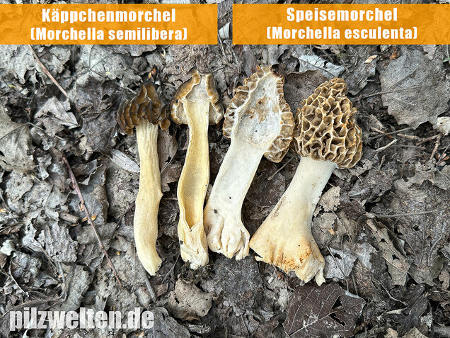 Käppchenmorchel, Morchella semilibera