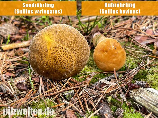 Kuhröhrling, Suillus bovinus