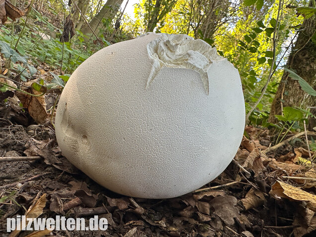 Riesenbovist, Calvatia gigantea