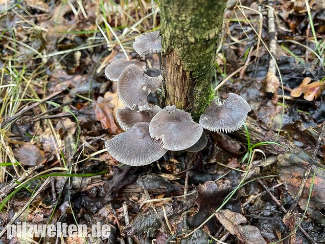 Rillstieliger Helmling, Mycena polygramma