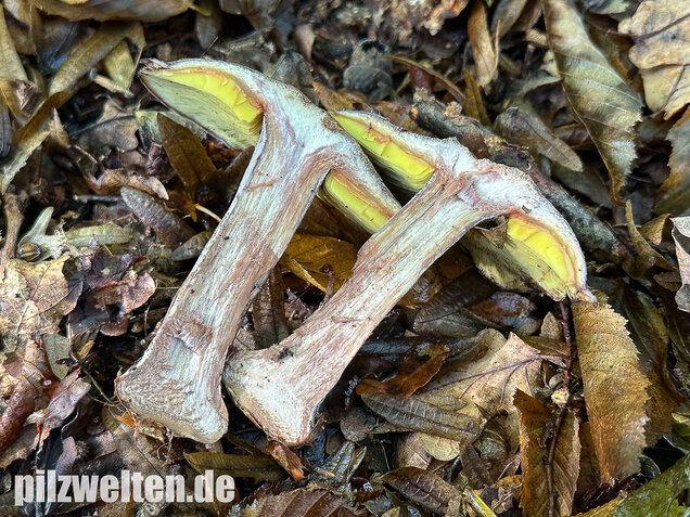 Gelbblättriger Rasling, Rötender Schönkopf, Calocybe favrei