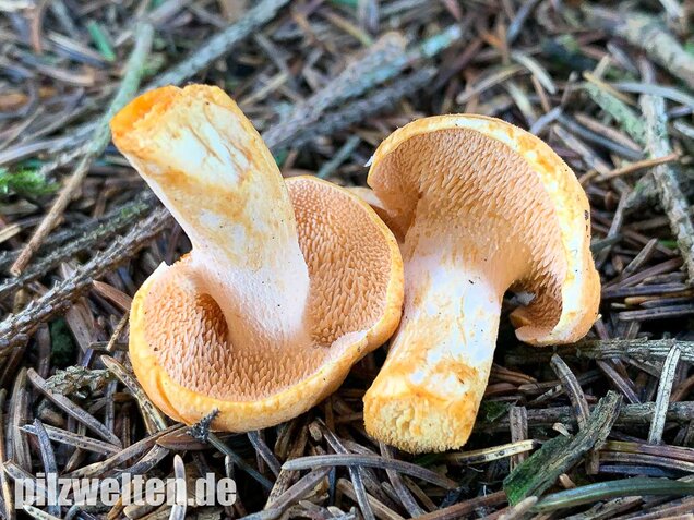 Rostgelber Semmelstoppelpilz, Hydnum rufescens