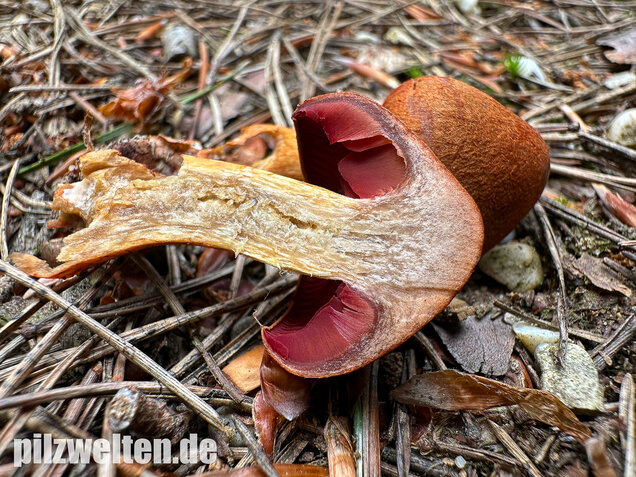 Rotgenatterter Hautkopf, Purpurbrauner Hautkopf, Cortinarius purpureus