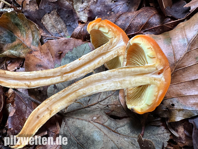 Safranroter Schüppling, Safranschüppling, Pyrrhulomyces astragalinus