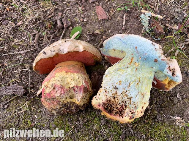 Satansröhrling, Rubroboletus satanas
