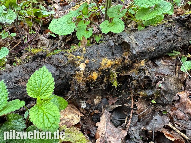 Pilzmyzelgeflecht, Ozonium