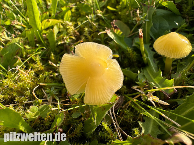 Safrangelber Saftling, Hygrocybe acutoconica