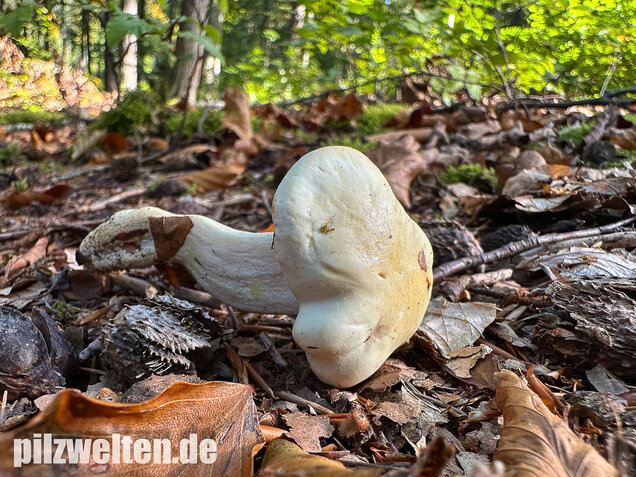 Gelbverfärbender Schneckling, Hygrophorus discoxanthus