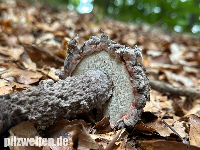 Strubbelkopfröhrling, Strobilomyces strobilaceus
