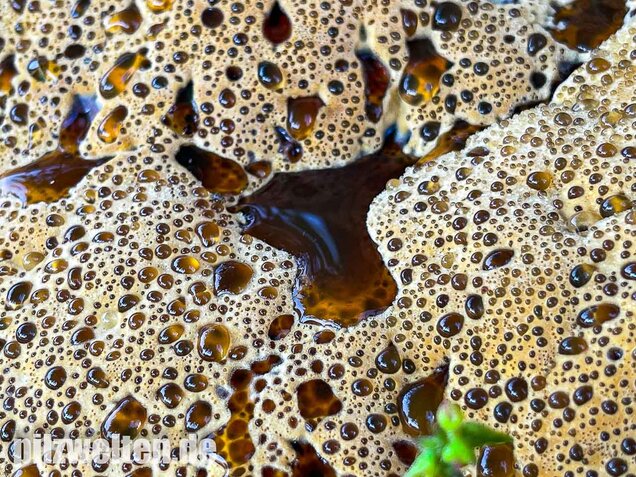 Tropfender Schillerporling, Pseudoinonotus dryadeus