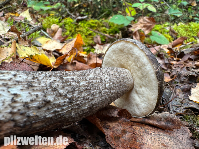 Vielverfärbender Birkenpilz, Leccinum variicolor
