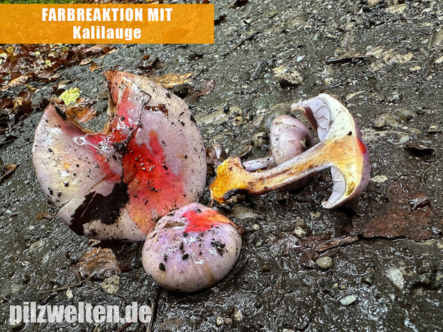 Violetter Klumpfuß, Calonarius sodagnitus