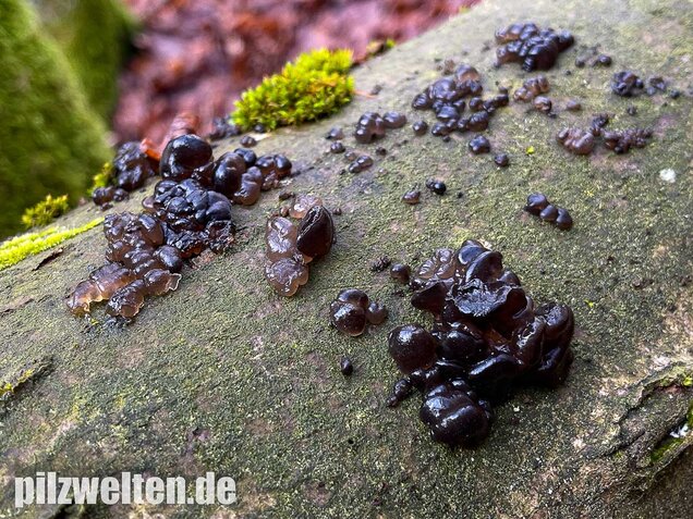 Warziger Drüsling, Exidia nigricans