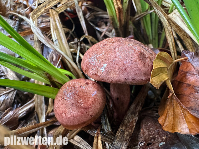 Weinroter Purpur-Schneckling, Hygrophorus capreolarius