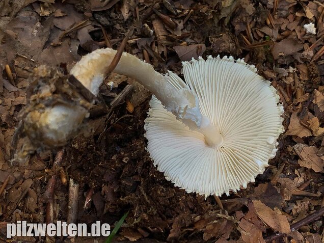 Wolliggestiefelter Schirmling, Lepiota clypeolaria
