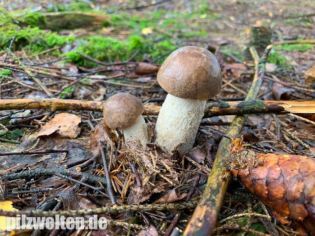 Wollstieliger Raufußröhrling, Leccinum cyaneobasileucum